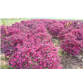 红花檵木5