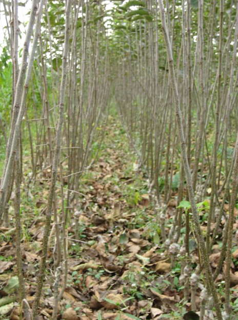 大量出售河南苹果苗—河南果树苗木种植