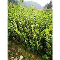 广西油茶苗基地