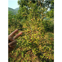 贵港油茶果，哪里有油茶果卖？