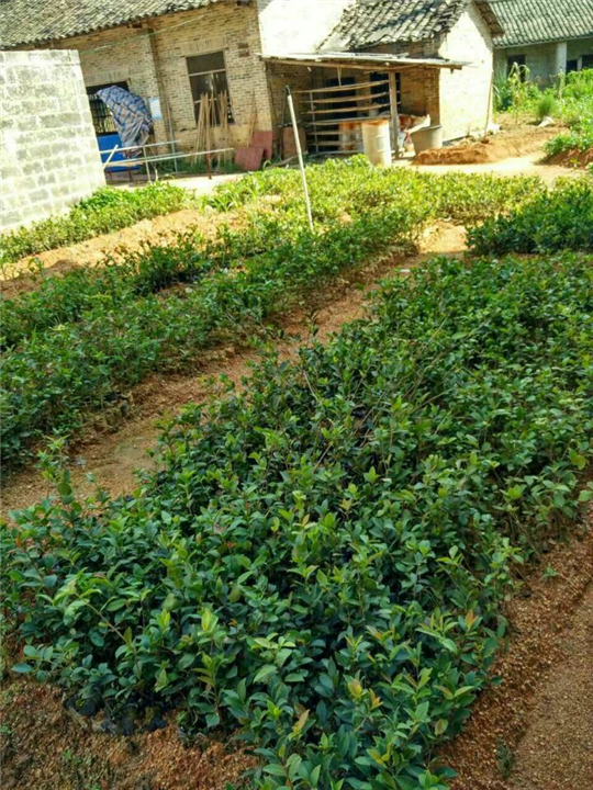 南宁油茶果供应商/供应广西油茶果