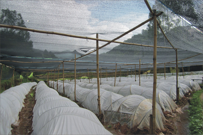 油茶苗基地*广西优质油茶苗*油茶苗