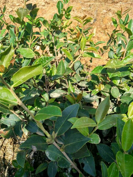 钦州油茶果*梧州油茶果*柳州油茶果