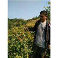 出售广西油茶苗/桂平油茶苗/油茶苗