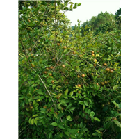 哪里有油茶果卖？广西油茶果价格