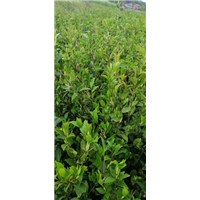 油茶苗批发