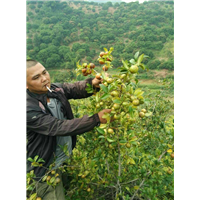 广西油茶果/桂平油茶果/油茶果供应商