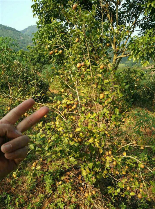贵港油茶果，哪里有油茶果卖？