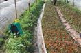 哪里有油茶苗、广西油茶苗、广西油茶苗供应