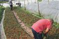 广西油茶苗\油茶苗价格\优质油茶苗供应