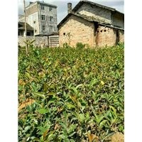 广西油茶苗、油茶苗价格、贵港油茶苗