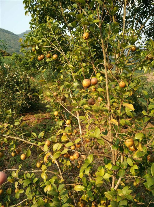 哪里有油茶苗卖？广西油茶苗供应商