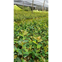 桂平油茶果价格/桂平油茶果供应商