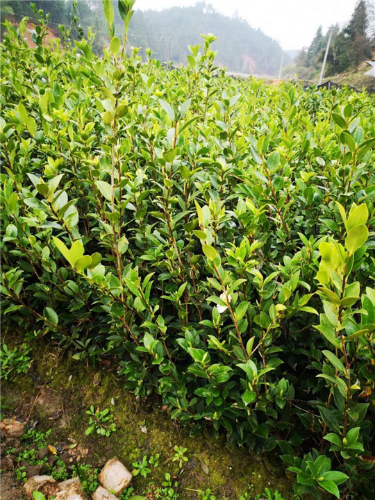 广西油茶苗基地