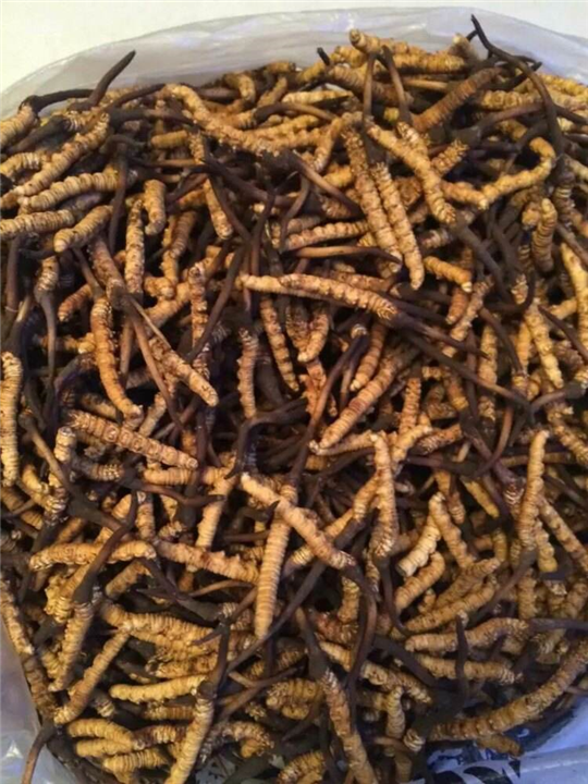 重庆虫草回收
