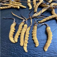 重庆回收虫草 上门回收礼盒虫草