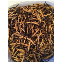 重庆虫草回收