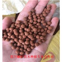 四川油樟苗