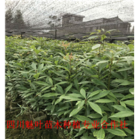 楠竹苗 