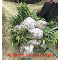 四川楠竹苗