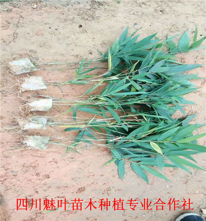四川楠竹苗