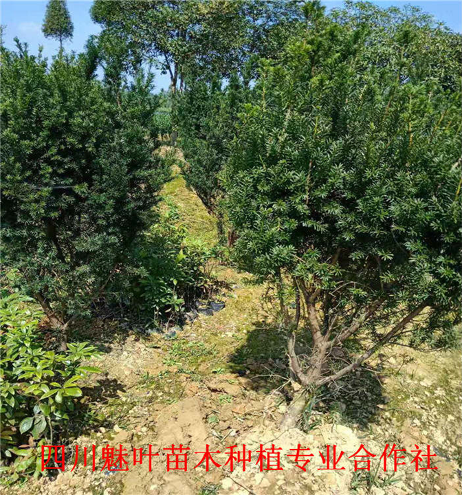 曼地亚红豆杉