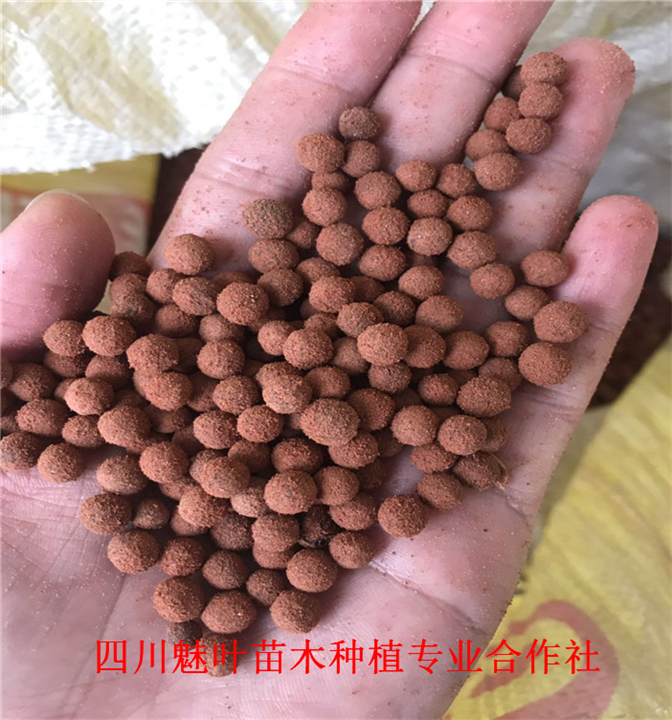 四川油樟苗