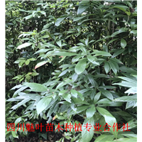四川桢楠苗价格 