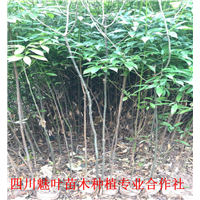 四川桢楠苗 