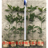 桢楠大苗 