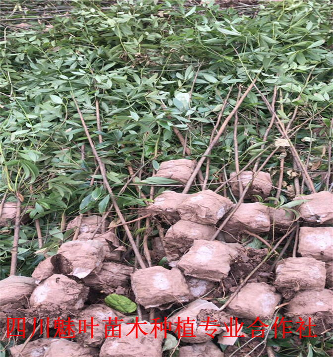 桢楠苗 