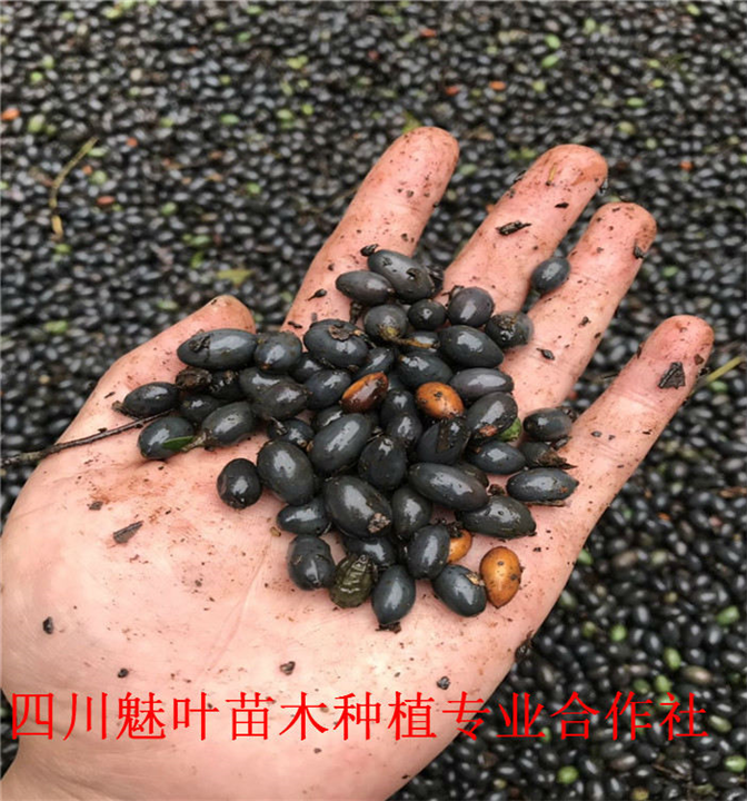 四川桢楠苗 