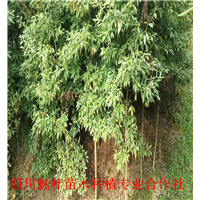 桢楠小苗 