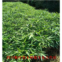 四川楠竹苗