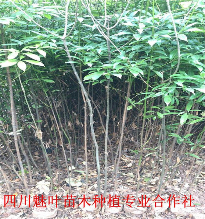 四川桢楠苗 