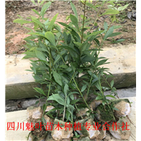 四川桢楠种苗批发 