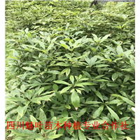 桢楠苗 