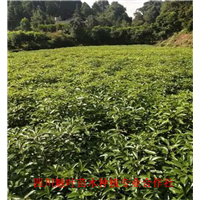 四川油樟苗