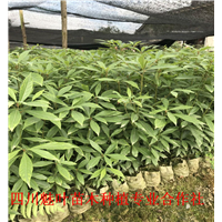 四川小叶桢楠营养杯苗 