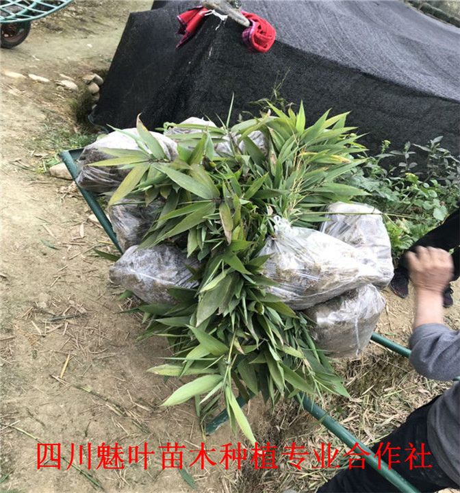 四川楠竹苗