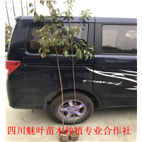 桢楠小苗 