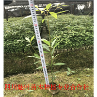 桢楠苗 