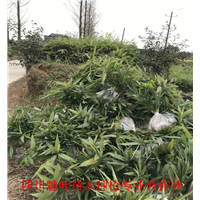 四川楠竹苗
