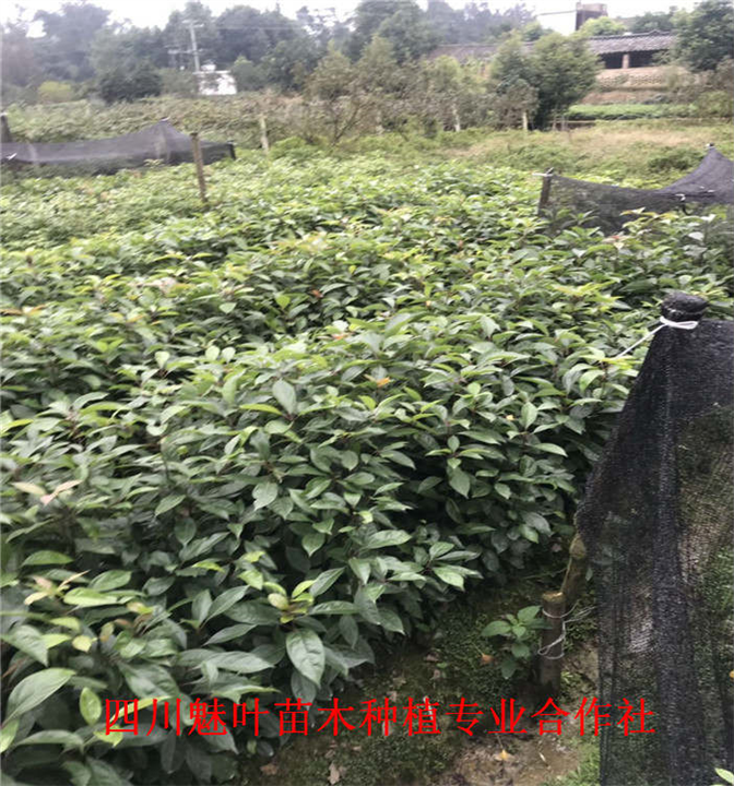 四川油樟苗