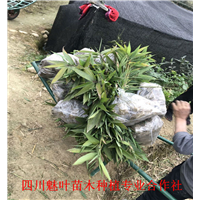 四川楠竹苗