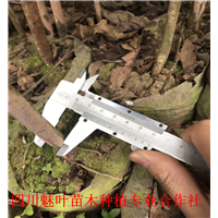 四川桢楠种苗 