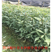 四川桢楠苗 