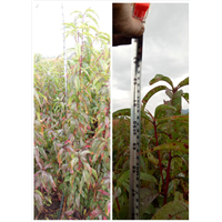 丽江雪桃苗供应附带它的种植方法