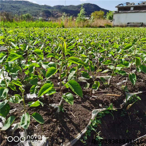 丽江木梨苗批发基地有哪些