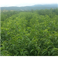 丽江雪桃基地大规模现代化 